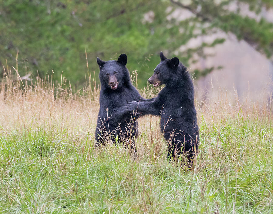 Dancing Bears Photograph by Jim Miller