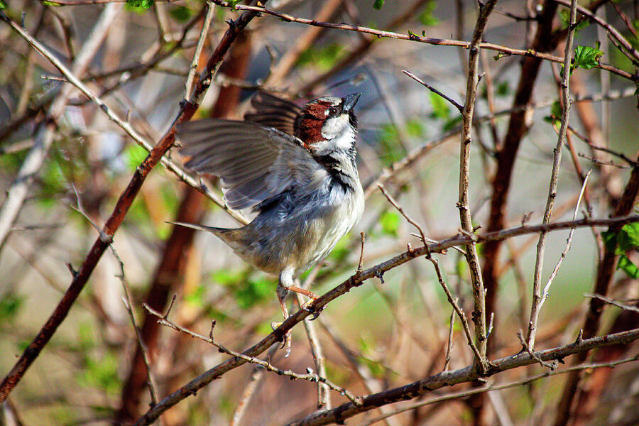 Dancing Birds Rhythm of the Wild Photograph by Lisa Arview Dancing Birds Rhythm of the Wild Photograph by Lisa Arview