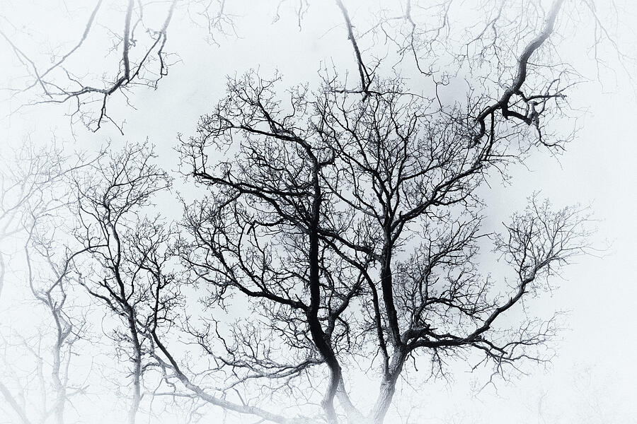 Dancing Branches Photograph by Tanya C Smith
