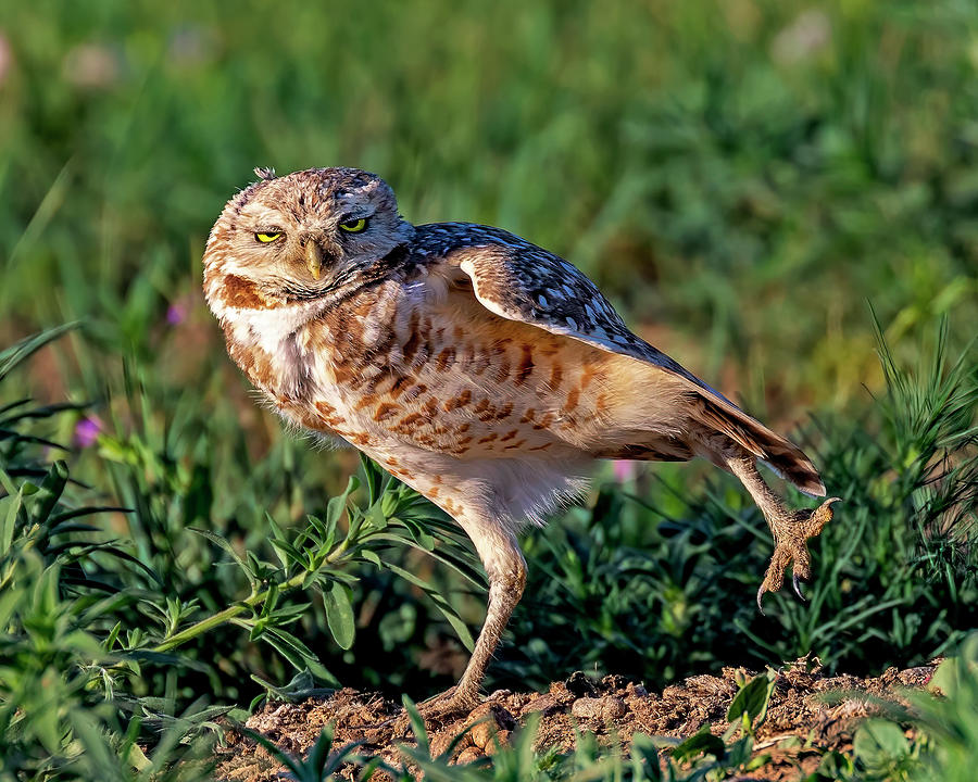 Dancing Burrowing Owl Photograph by Lowell Monke