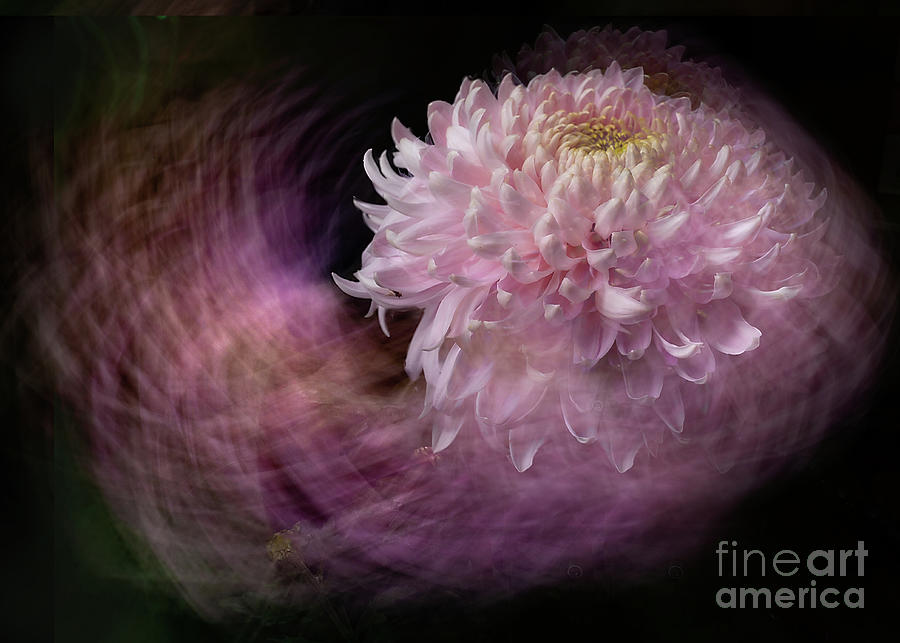 Dancing Chrysanthemum Photograph by Ann Jacobson