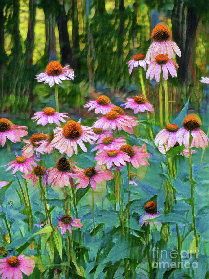 Dancing Coneflowers in the Evening Light Photograph by Anita Pollak