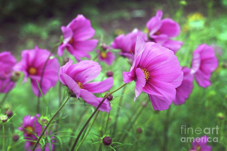Dancing Cosmos Photograph by Marcy Ford