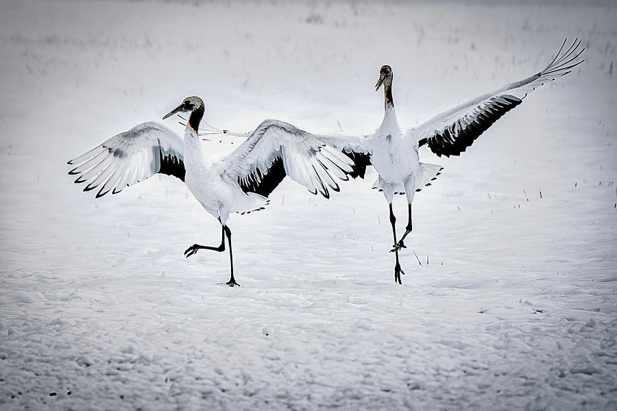 Dancing Cranes - Japan Photograph by Stuart Litoff