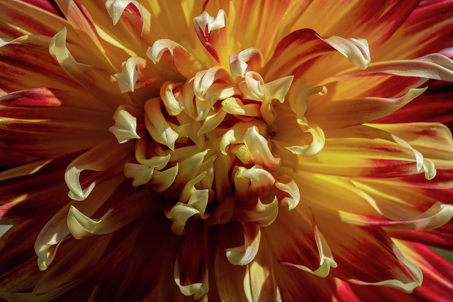 Fall Photograph - Dancing Dahlia by Linda Howes
