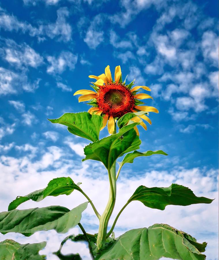 Dancing Desert Sunflower Photograph