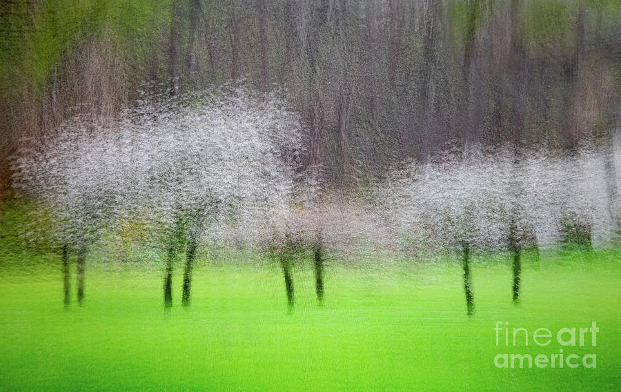 Dancing Dogwoods Photograph by Marilyn Cornwell