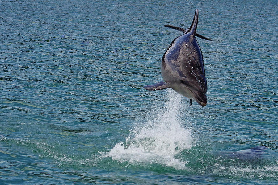 Dancing Dolphin -  Bay of Islands, New Zealand Photograph by Kenneth Lane Smith