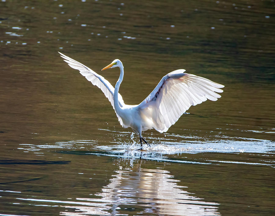 Dancing Egret Photograph by Chad Meyer
