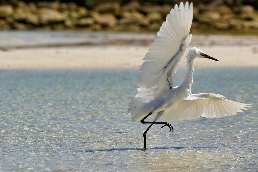 Dancing Egret Photograph by Montez Kerr
