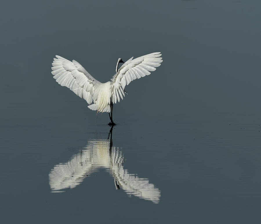 Dancing Egret Photograph by Roni Chastain