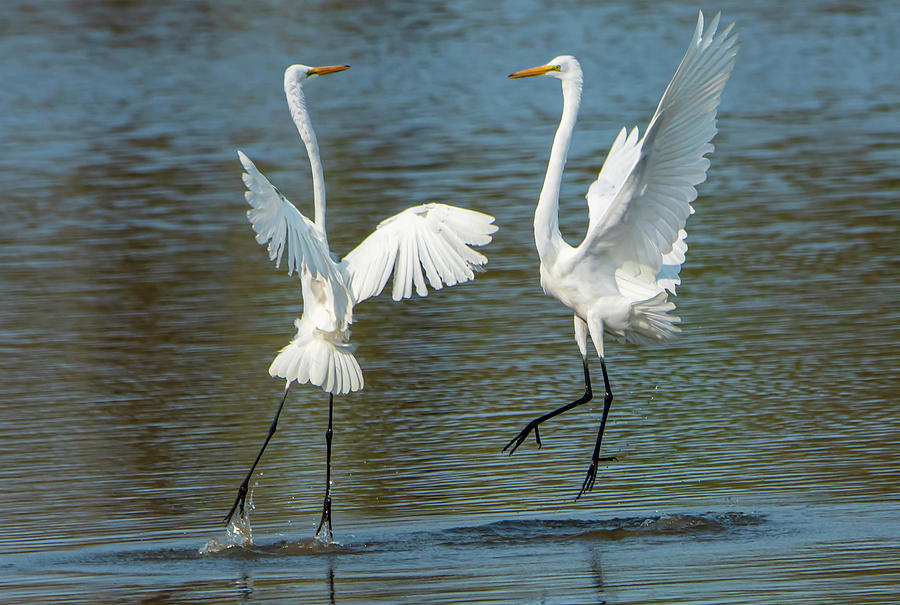Dancing Egrets in Nature Photograph by Sandra Js