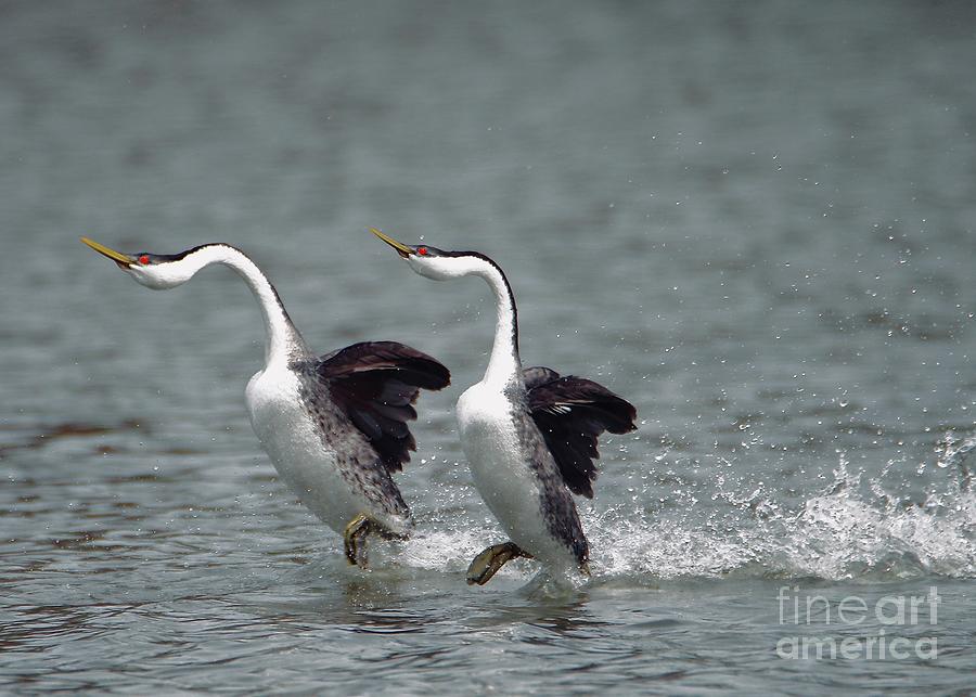 Bird Photograph - Dancing grebes by Irina Hays