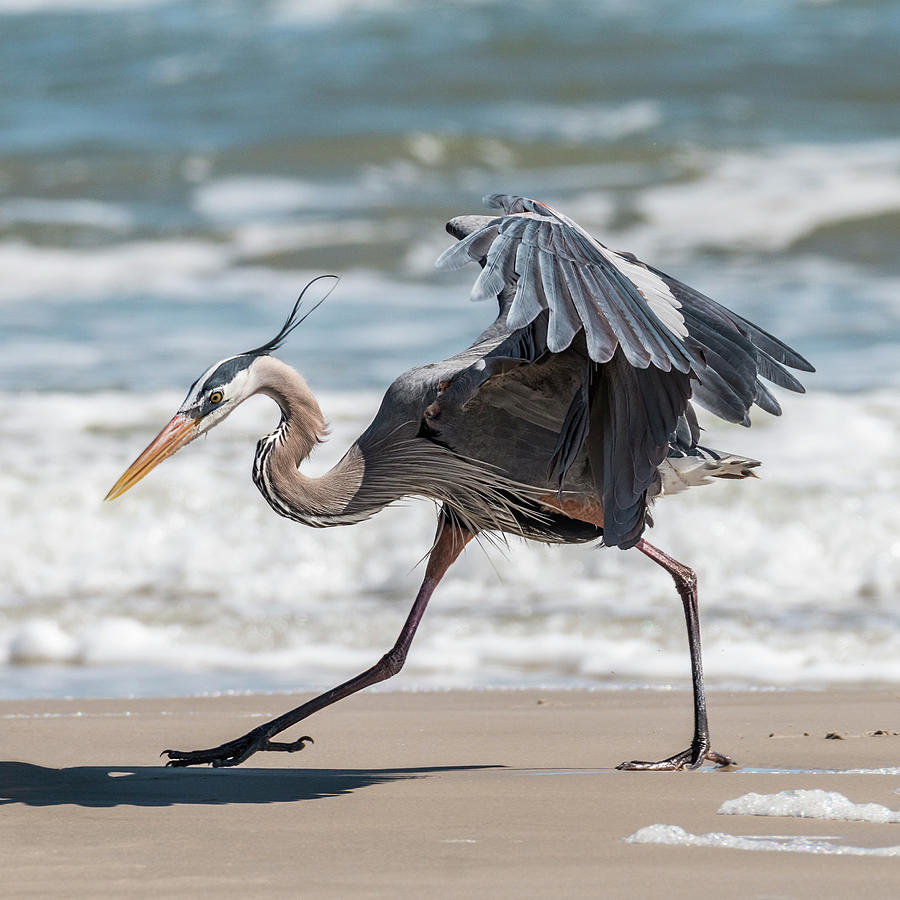 Dancing Heron #1/3 Photograph by Patti Deters