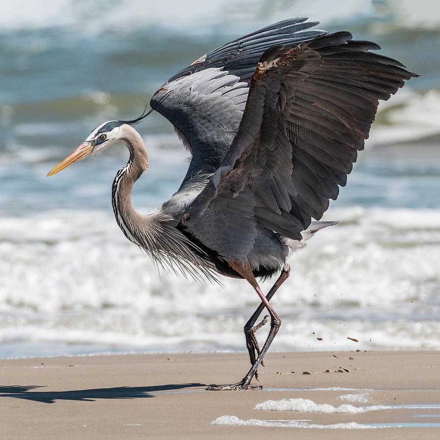 Dancing Heron #2 Photograph by Patti Deters