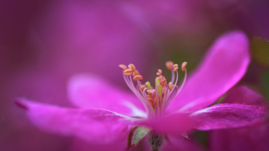 Dancing In Pink Photograph by Pamela Dunn-Parrish