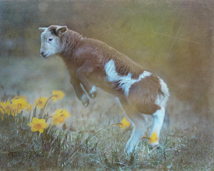 Dancing in the Daffodils  Photograph by Theresa D Williams