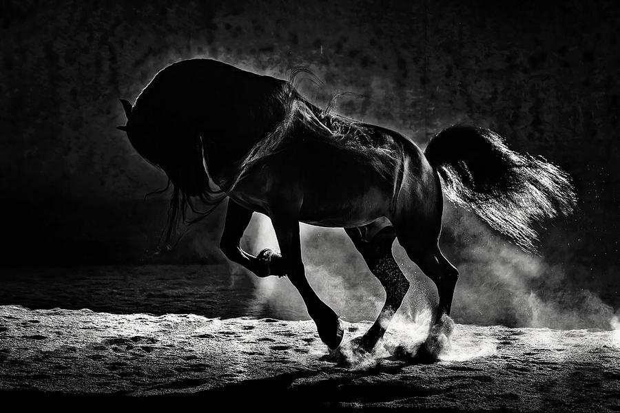 Dancing In The Dark Photograph by Wes and Dotty Weber