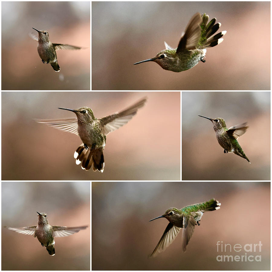 Dancing In The Rain Hummingbird Collage Photograph