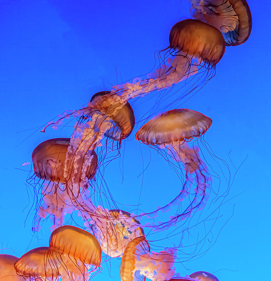 Dancing Jellies Monterey Aquarium Photograph by Bill Ray