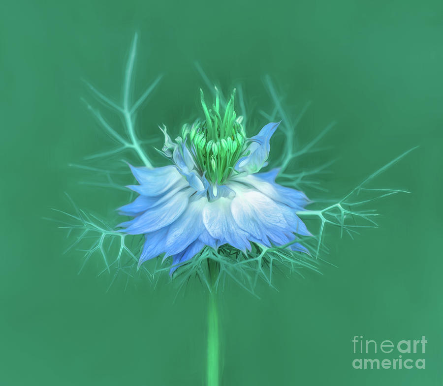 Dancing Love In A Mist Photograph by Ava Reaves