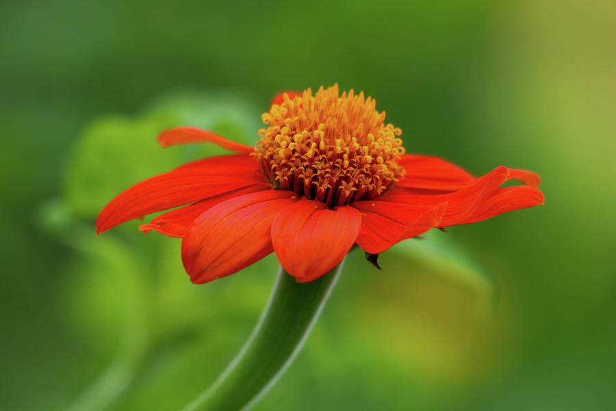 Dancing Mexican Sunflower Photograph by Mary Anne Delgado