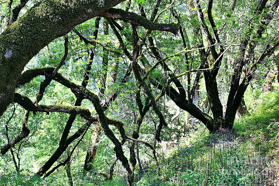 Oak Trees Photograph - Dancing Oak Trees by Martha Sherman