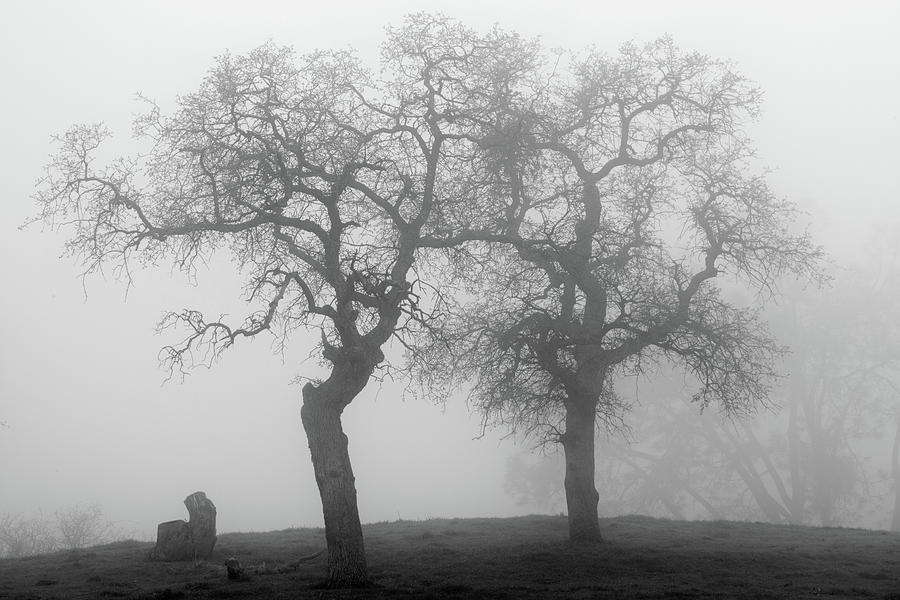 Nature Photograph - Dancing Oaks in Fog - black and white by Ram Vasudev
