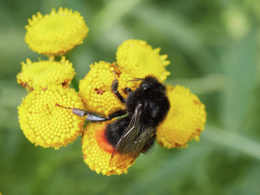 Dancing on the yellows. Red tailed bumblebee Photograph by Jouko Lehto