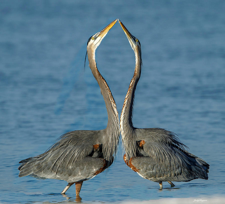 Dancing Pair Beak to beak Photograph by Judy Rogero
