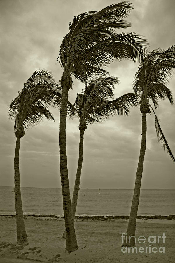 Dancing Palm Trees Key West Florida Photograph by Lone Palm Studio ...