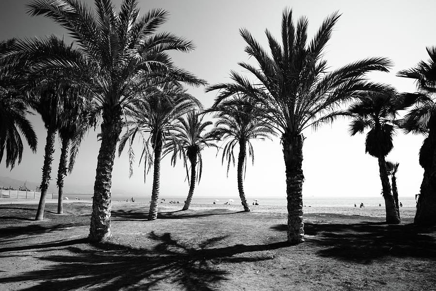 Dancing Palms Photograph by Gary Browne