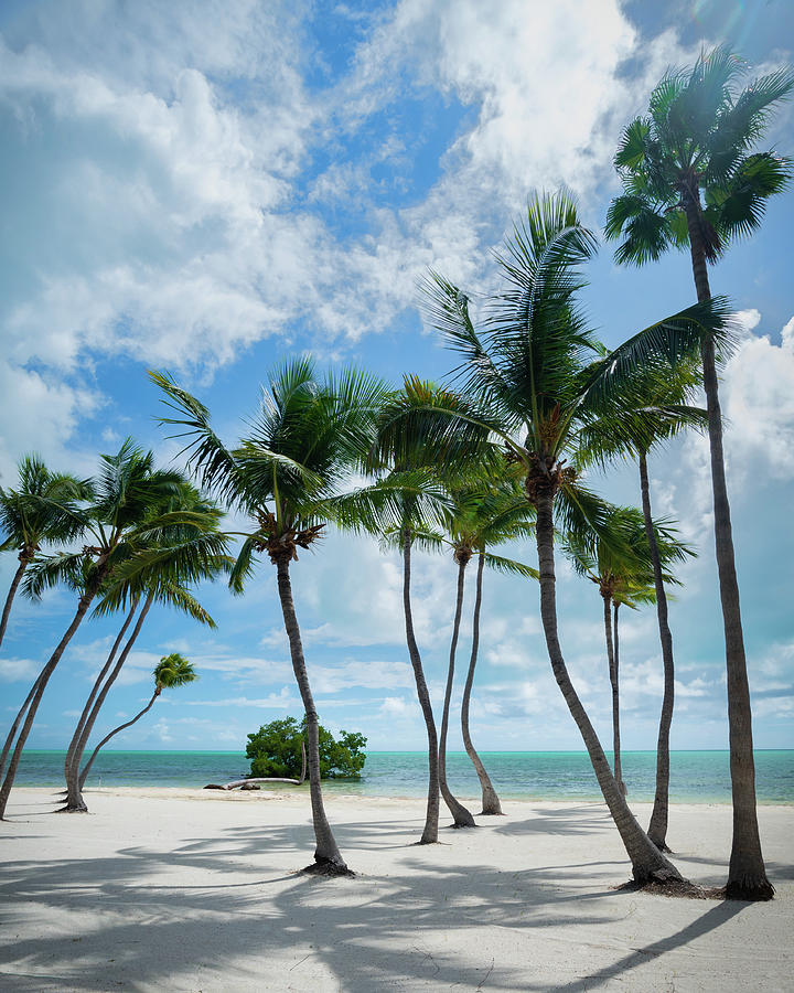 Dancing Palms Photograph by Mike O'Shell - Fine Art America