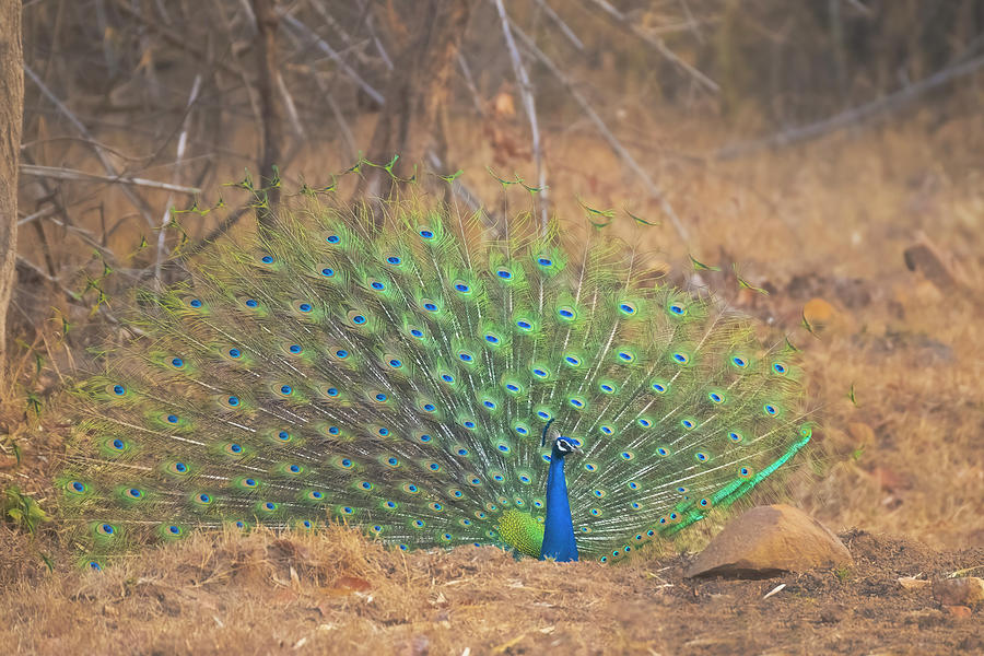 Dancing Peacock Photograph by Kiran Joshi