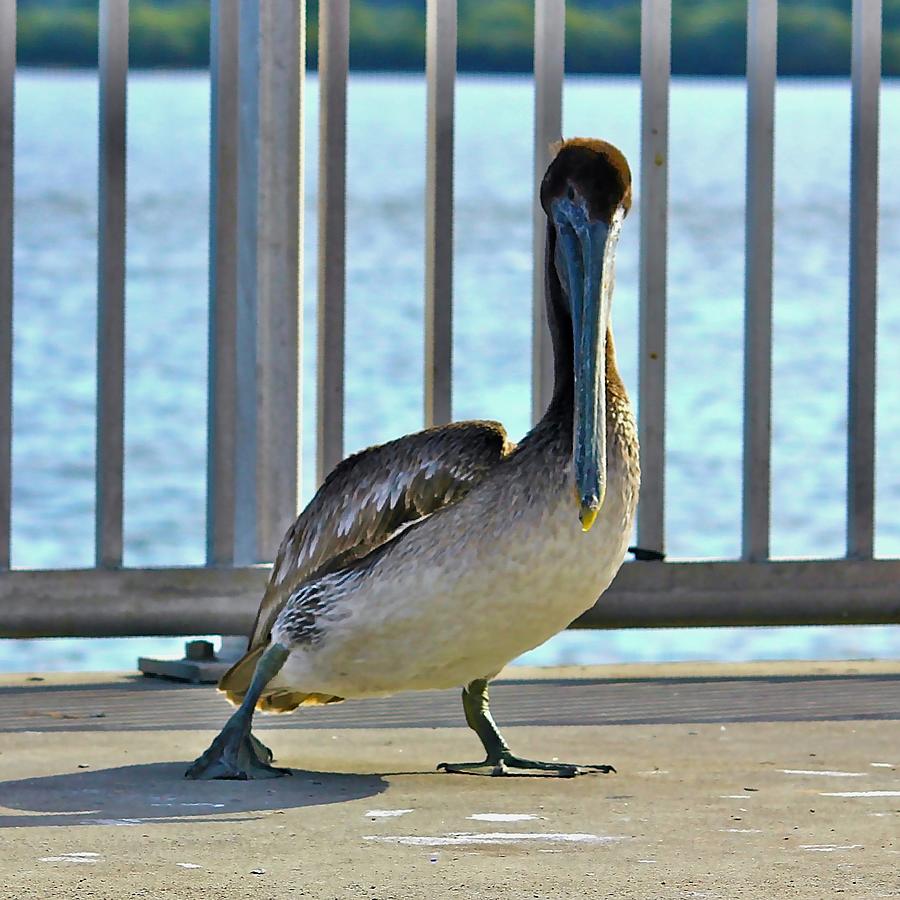 Dancing Pelican Photograph
