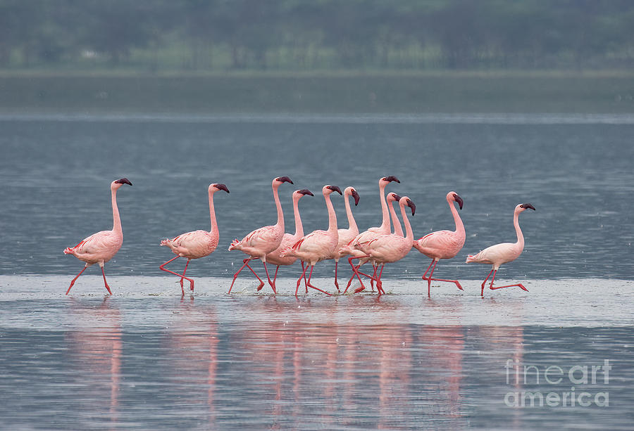 Dancing Pink Flamingos  Photograph by Chris Scroggins