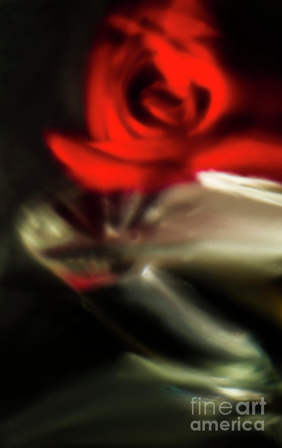 Dancing Rose. Photograph
