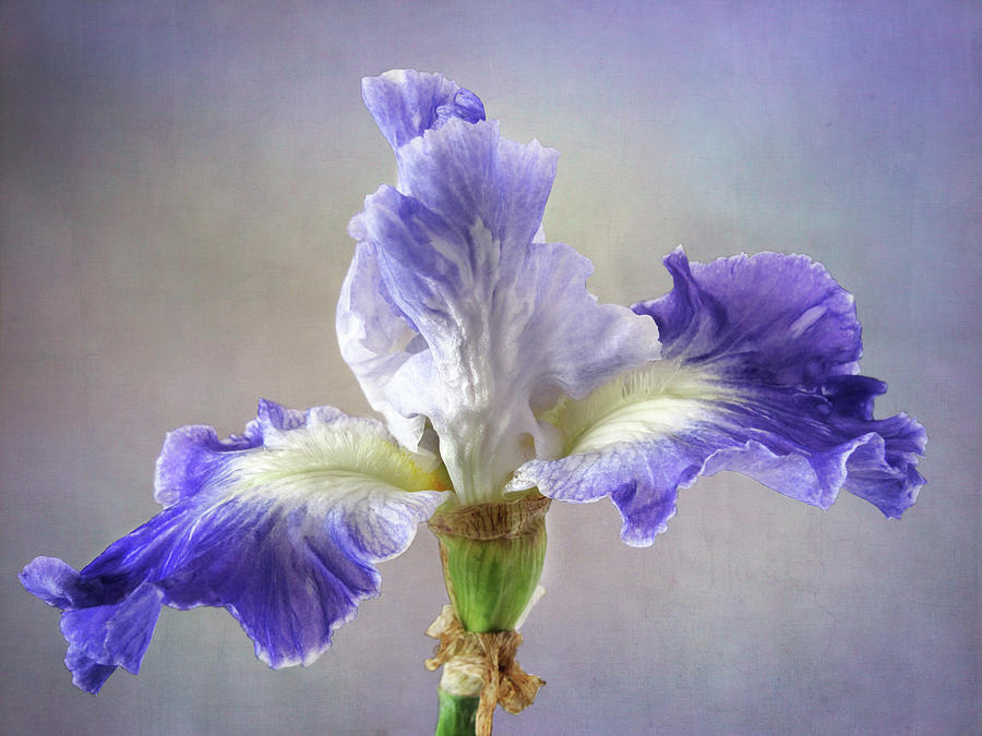 Dancing Ruffles of the Blue Iris Photograph by David and Carol Kelly