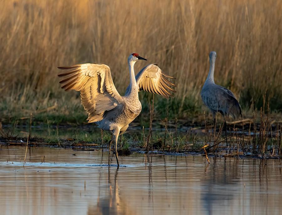 Dancing sandhill crane Photograph by Lynn Hopwood