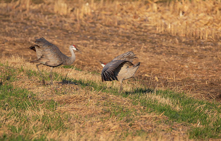 Dancing Sandhill Cranes 2020-1 Photograph by Thomas Young