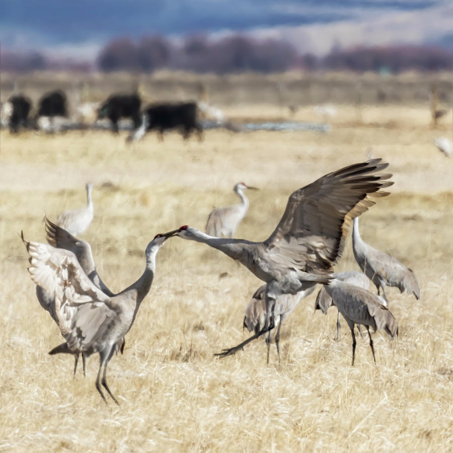 Dancing Sandhill Cranes, The Kiss - March 2022 Photograph by Belinda Greb