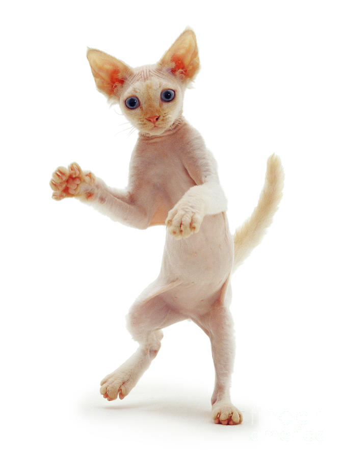 Dancing Si-Rex kitten Photograph by Warren Photographic