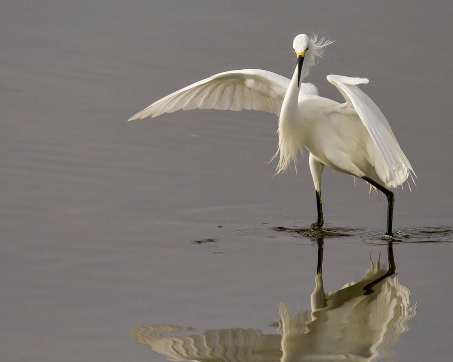 Dancing Snowy Egret Photograph by Dorothy Cunningham