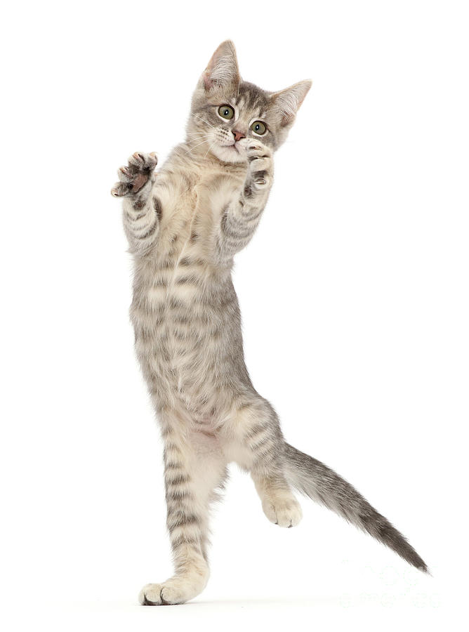 Dancing tabby kitty Photograph by Warren Photographic - Fine Art America