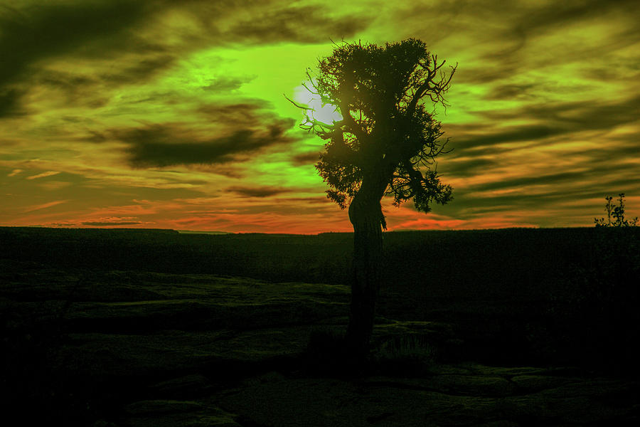 Dancing Tree In The Sunset Photograph
