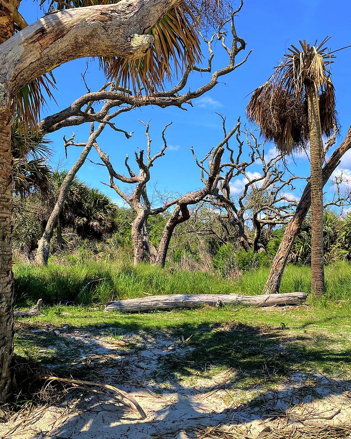 Dancing Trees at Driftwood Beach on Jekyll Island Photograph by Bill Swartwout