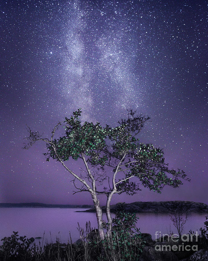 Tree Photograph - Dancing trees by Toni Heikkinen