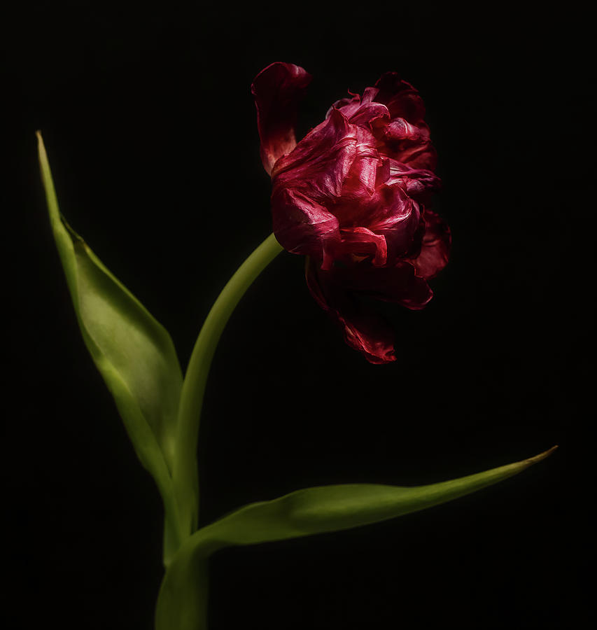 Dancing Tulip Photograph by Sylvia Goldkranz