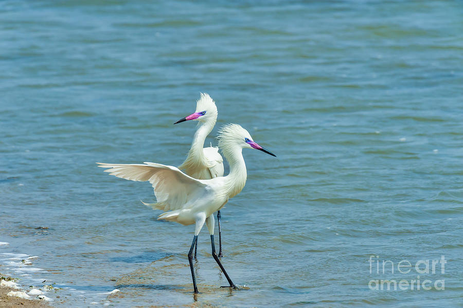 Egret Photograph - Dancing White Egret by Bee Creek Photography - Tod and Cynthia