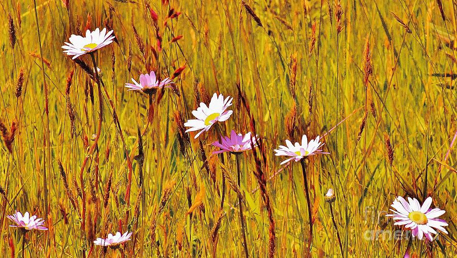 Dancing with Daisies Photograph by Jimmy Chuck Smith